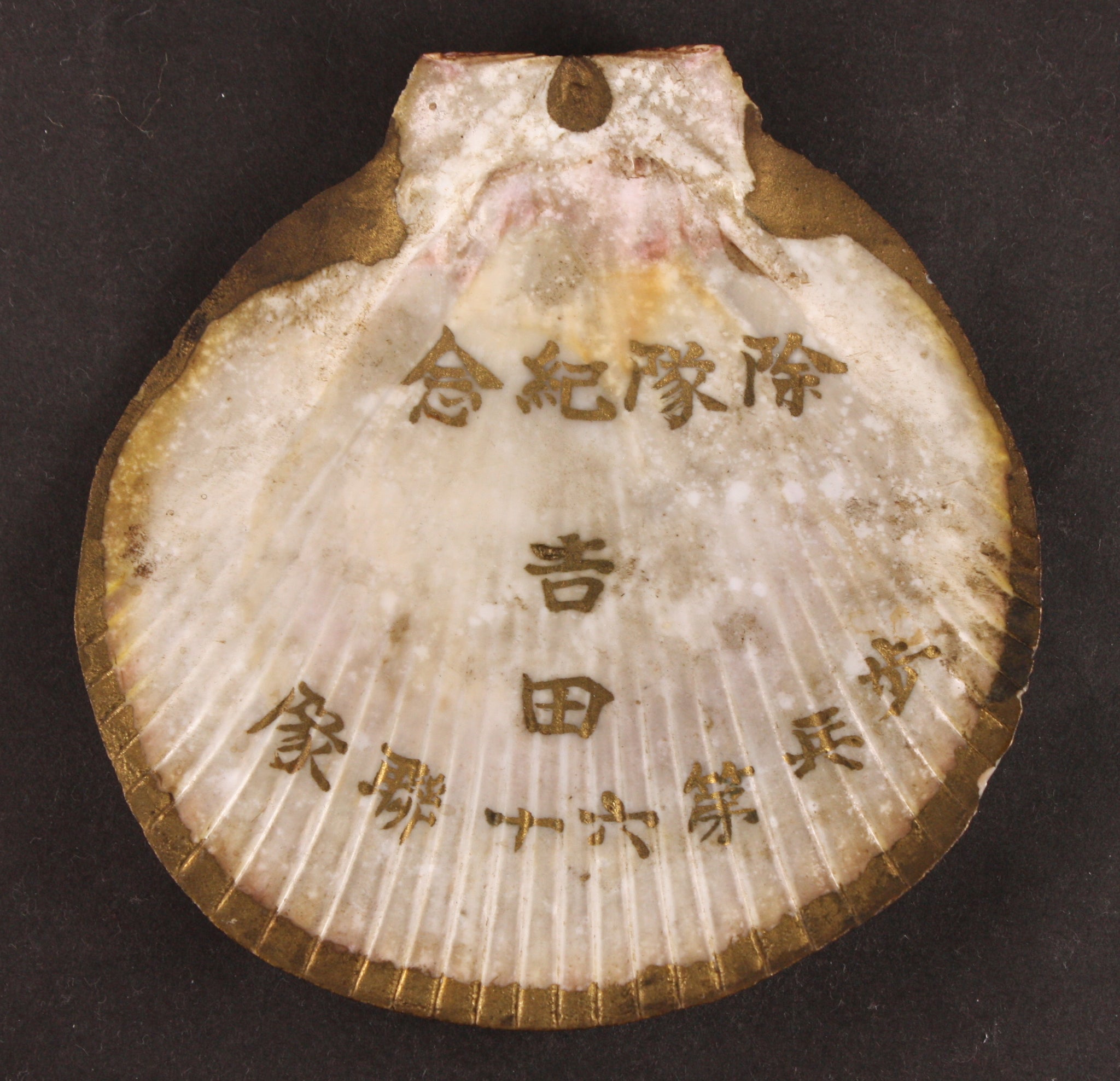Rare Antique Japanese Military Seashell Infantry Army Commemorative Item